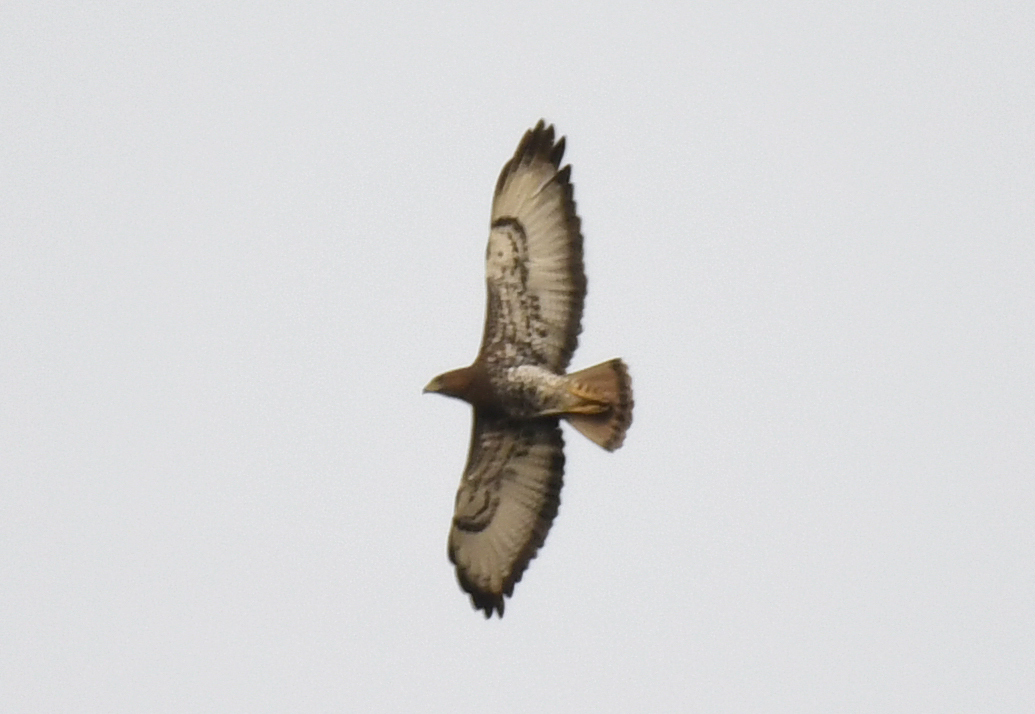 Red-necked Buzzard (Buteo auguralis), photo 3