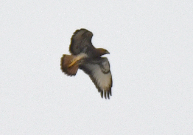 Red-necked Buzzard (Buteo auguralis), photo 6