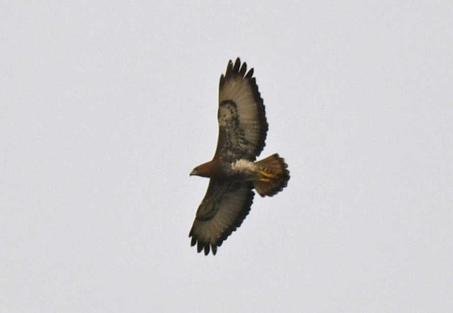 Red-necked Buzzard (Buteo auguralis), photo 2