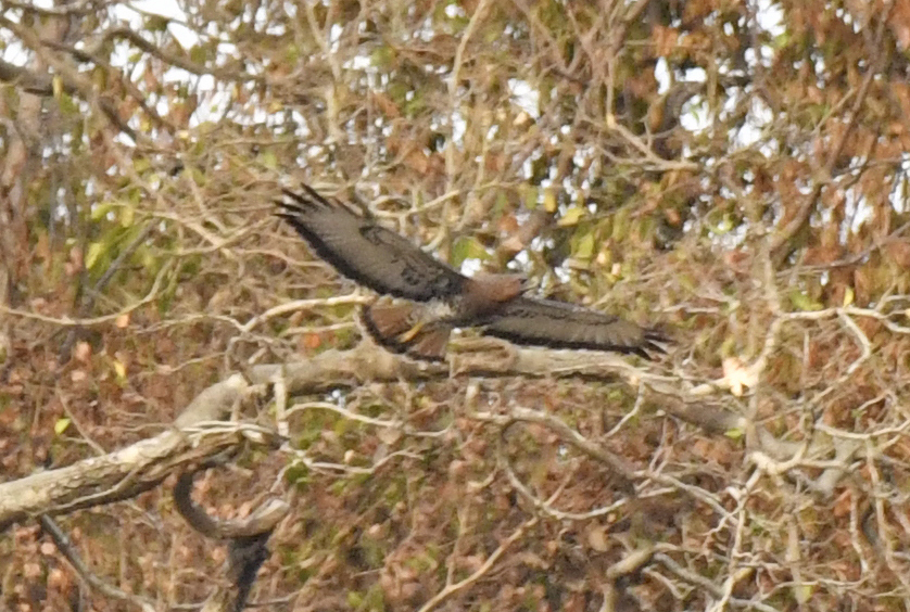 Red-necked Buzzard (Buteo auguralis), photo 7