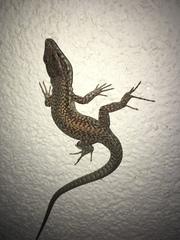Podarcis muralis