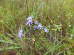 Ageratum peckii