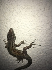 Podarcis muralis