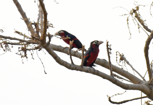 Double-toothed Barbet (Pogonornis bidentatus), photo 6