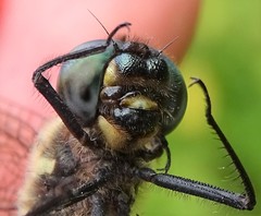 Somatochlora elongata