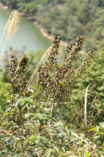 Image of Dalbergia benthamii by no rights reserved