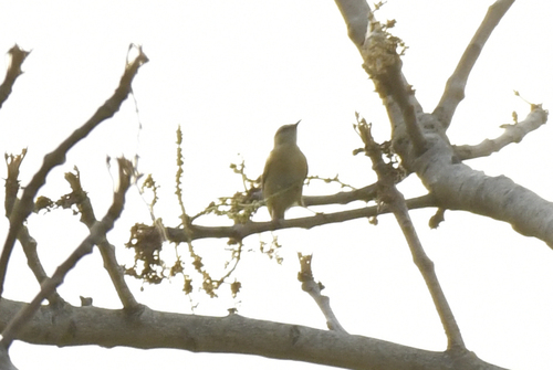 Northern Crombec (Sylvietta brachyura), photo 7