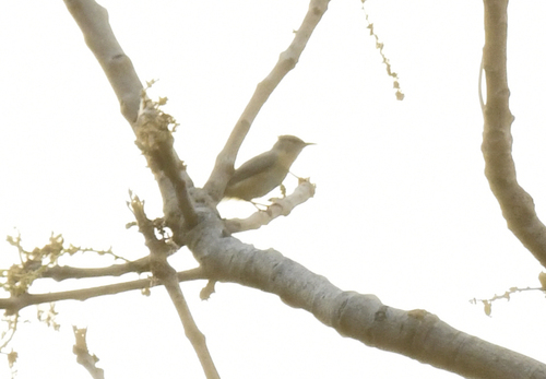 Northern Crombec (Sylvietta brachyura), photo 3