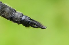 Somatochlora elongata