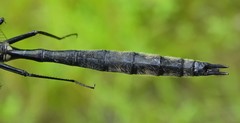 Somatochlora elongata