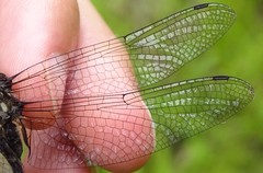 Somatochlora elongata