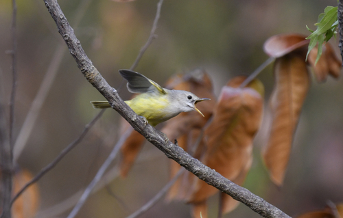 Senegal Eremomela (Eremomela pusilla), photo 2