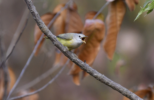 Senegal Eremomela (Eremomela pusilla), photo 7