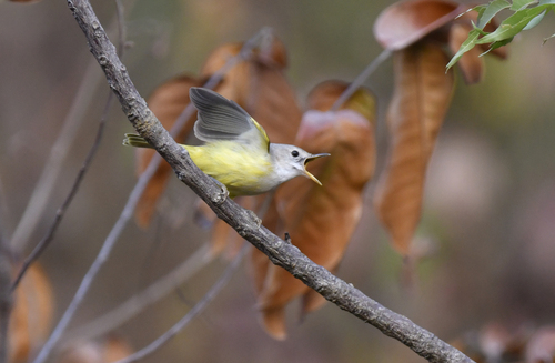 Senegal Eremomela (Eremomela pusilla), photo 8