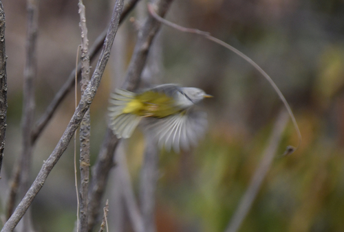 Senegal Eremomela (Eremomela pusilla), photo 5