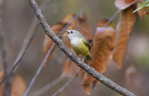 Senegal Eremomela (Eremomela pusilla), photo 10