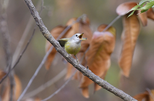 Senegal Eremomela (Eremomela pusilla), photo 9