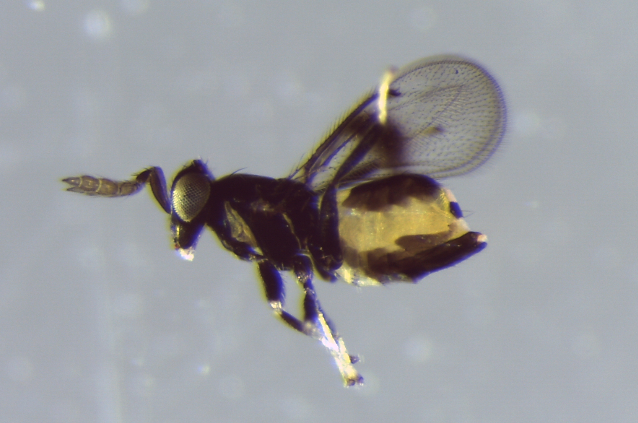 Neopomphale quercicola