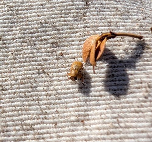 iNaturalist observation photo of Scriptured Leaf Beetles