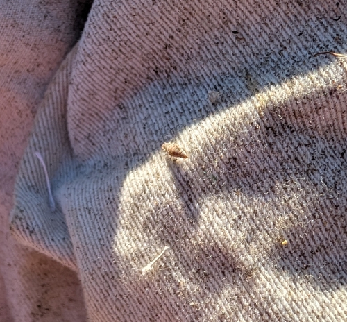 iNaturalist observation photo of Green Lacewings