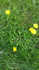 Hypochaeris radicata