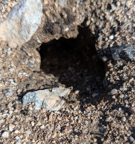 iNaturalist observation photo of Black Harvester Ant