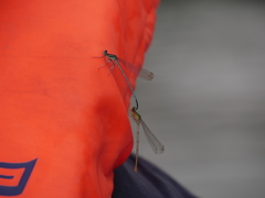 Platycnemis pennipes