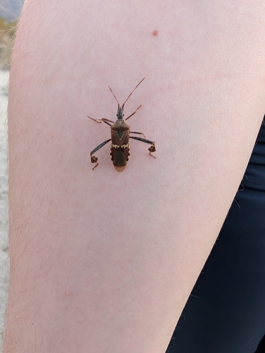 iNaturalist observation photo of Western Leaf-footed Bug