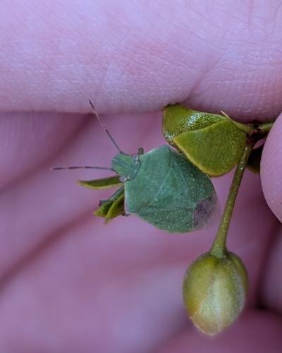 iNaturalist observation photo of Thyanta
