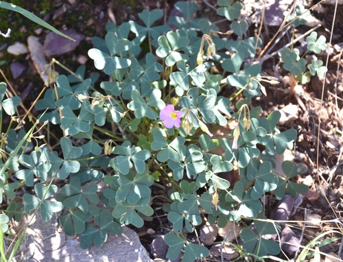 Image of Oxalis purpurascens by (c) Nathan Van Cooten, some rights reserved (CC BY)