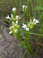 Declieuxia fruticosa