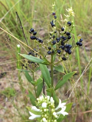 Declieuxia fruticosa