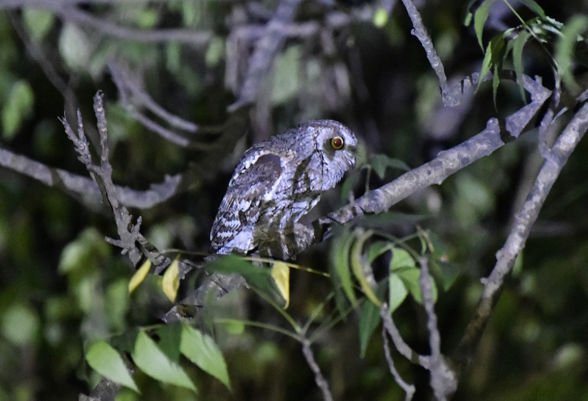 African Scops Owl (Otus senegalensis), photo 3