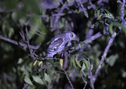 African Scops Owl (Otus senegalensis), photo 4