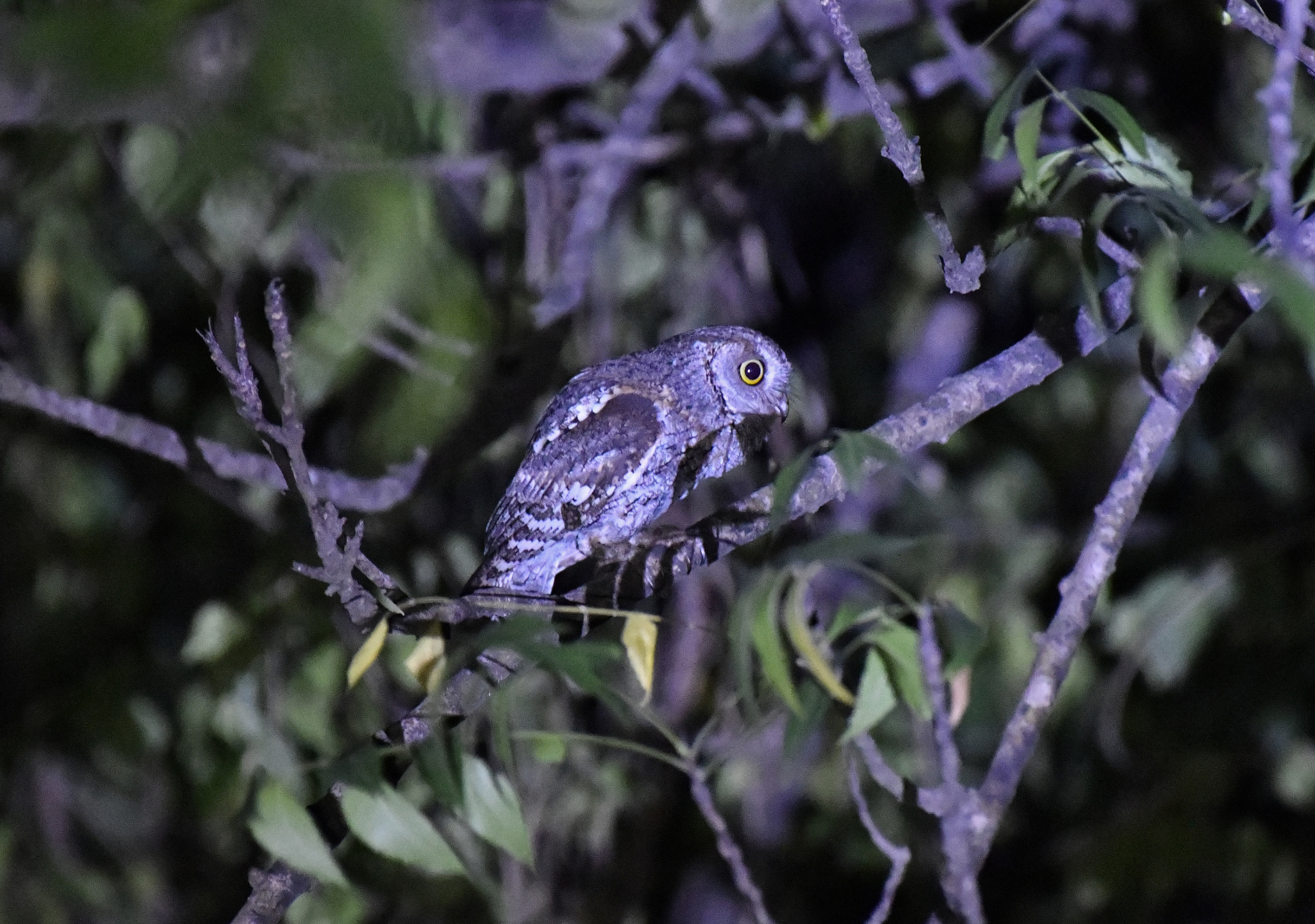 African Scops Owl (Otus senegalensis), photo 2