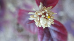 Gomphrenoideae