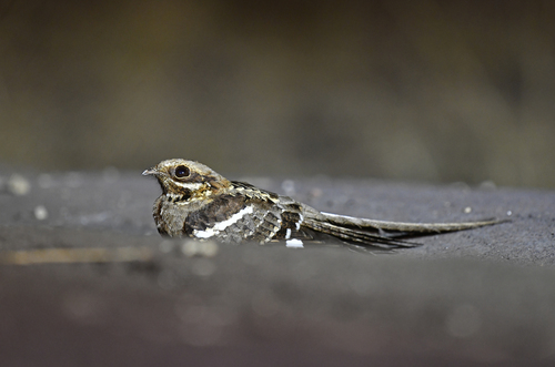 Long-tailed Nightjar (Caprimulgus climacurus), photo 5