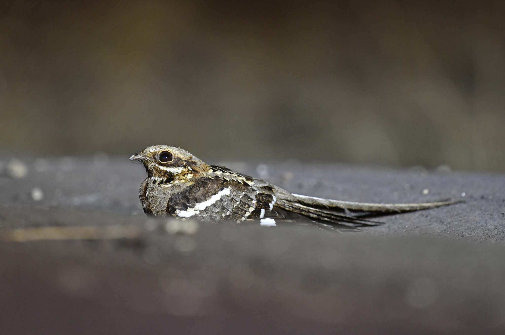 Long-tailed Nightjar (Caprimulgus climacurus), photo 6