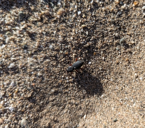 iNaturalist observation photo of Argoporis apicalis