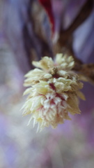 Gomphrenoideae