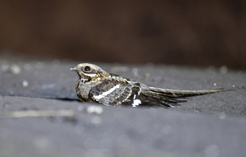Long-tailed Nightjar (Caprimulgus climacurus), photo 9