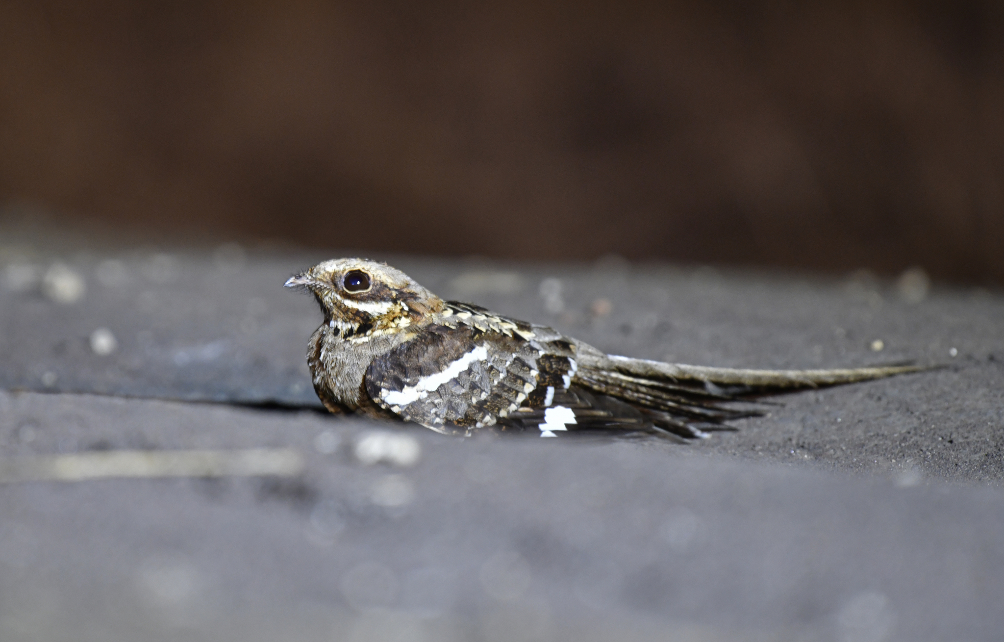 Long-tailed Nightjar (Caprimulgus climacurus), photo 9