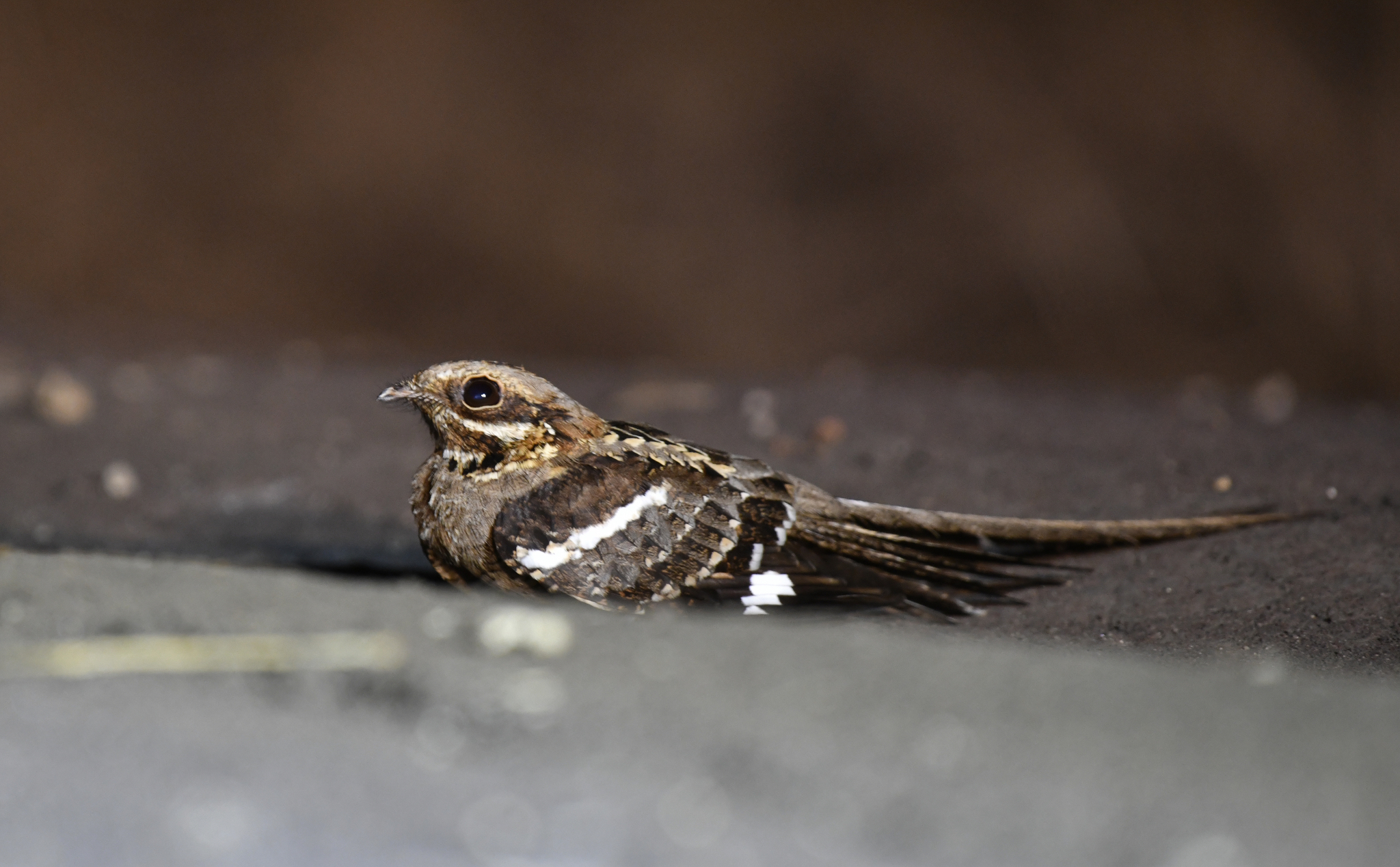 Long-tailed Nightjar (Caprimulgus climacurus), photo 7
