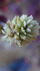 Gomphrenoideae