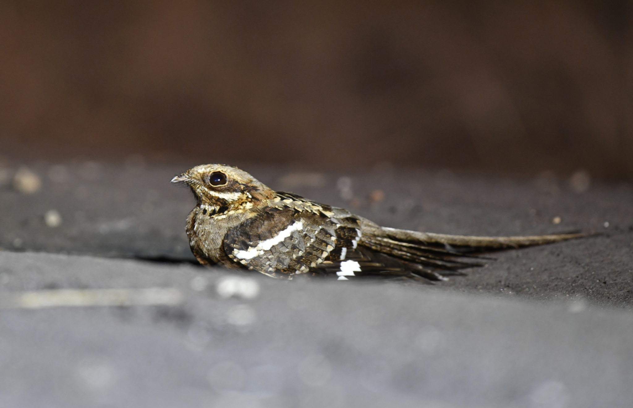 Long-tailed Nightjar (Caprimulgus climacurus), photo 8