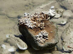 Mytilopsis leucophaeata