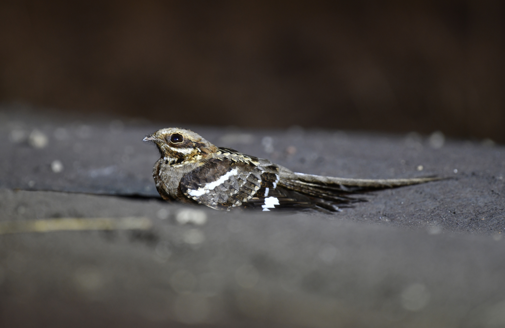 Long-tailed Nightjar (Caprimulgus climacurus), photo 10
