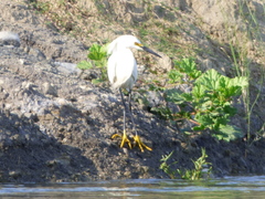 Egretta thula