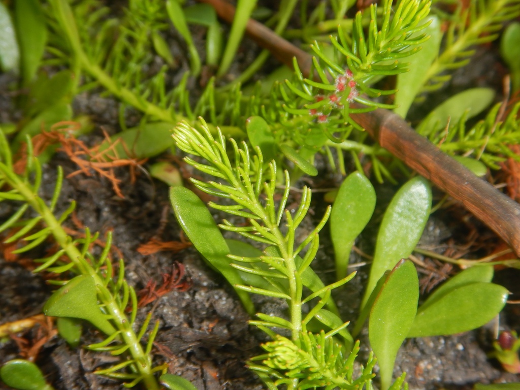 Myriophyllum simulans; photograph (c) Bryce Watts-Parker, some rights reserved (CC BY)