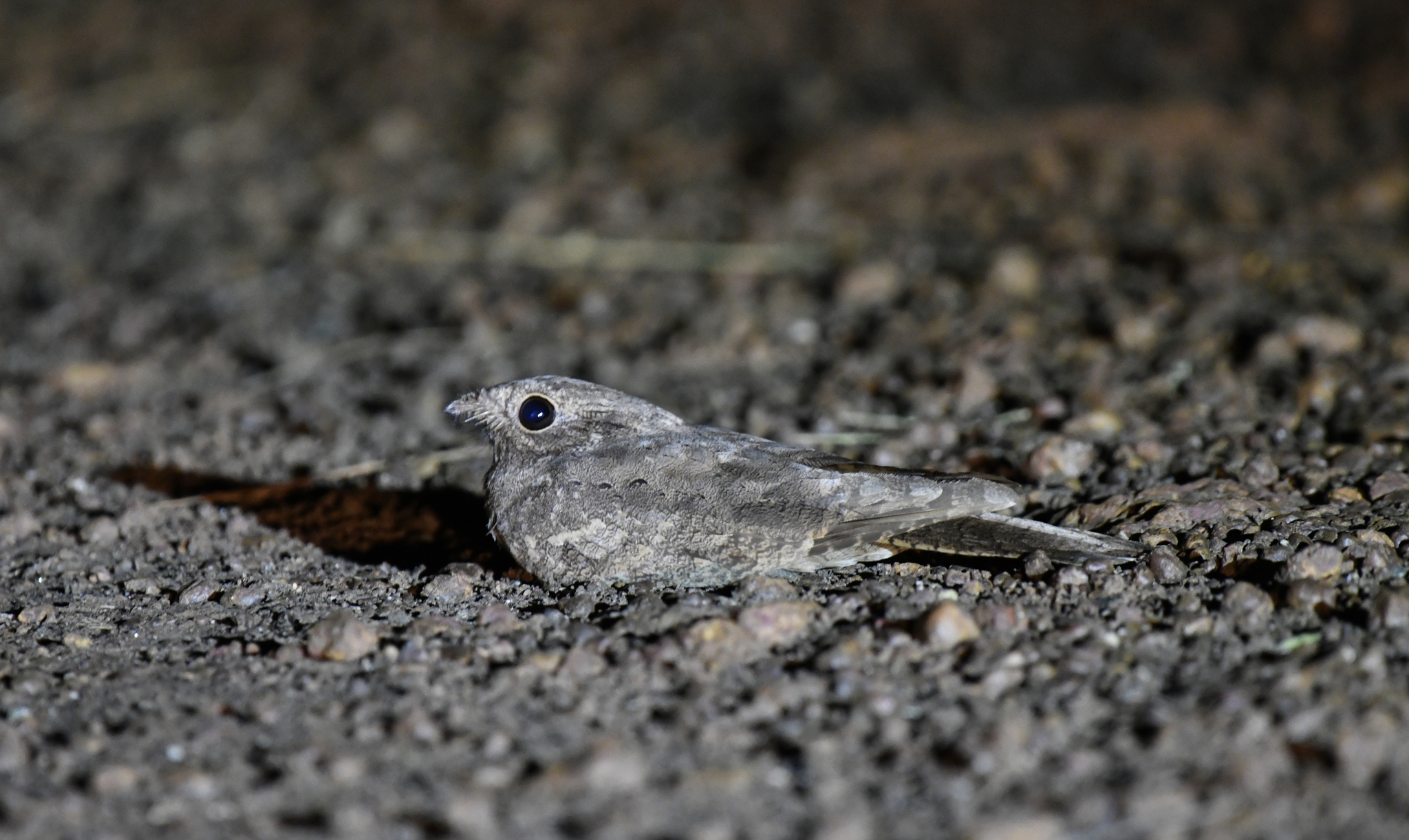 Plain Nightjar (Caprimulgus inornatus), photo 1